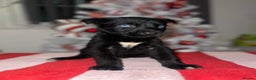 Mixed Breed dogs for sale: Cane Corso X Belgian Malis - Advert 3