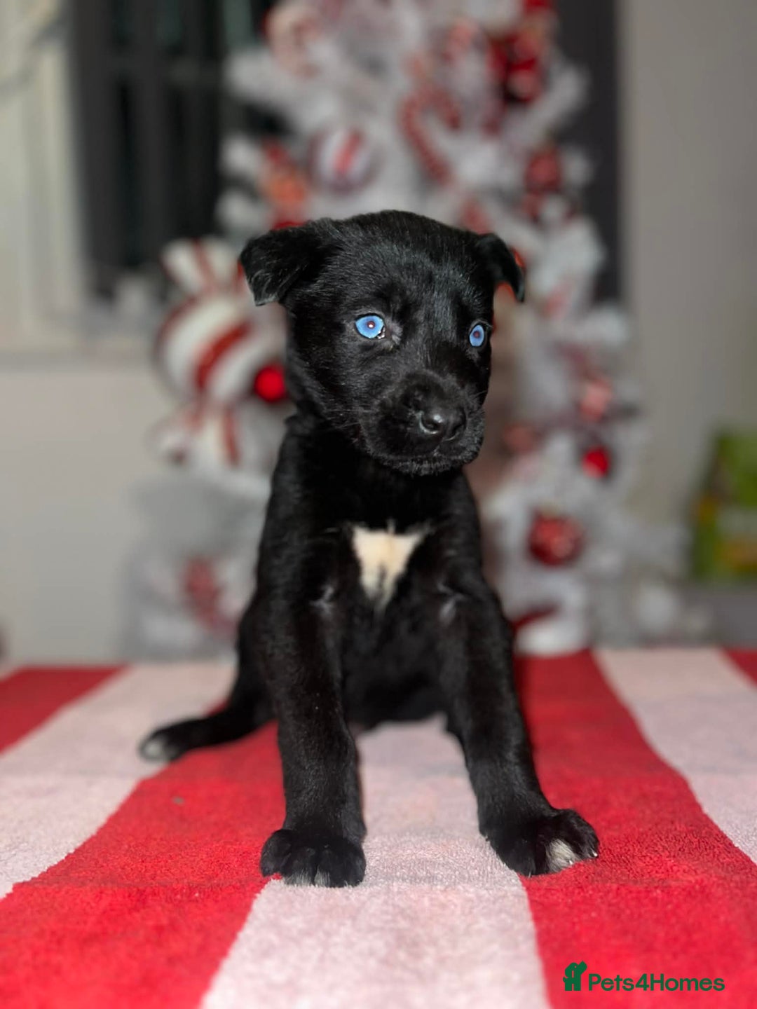 Mixed Breed dogs for sale: Cane Corso X Belgian Malis - Advert 3