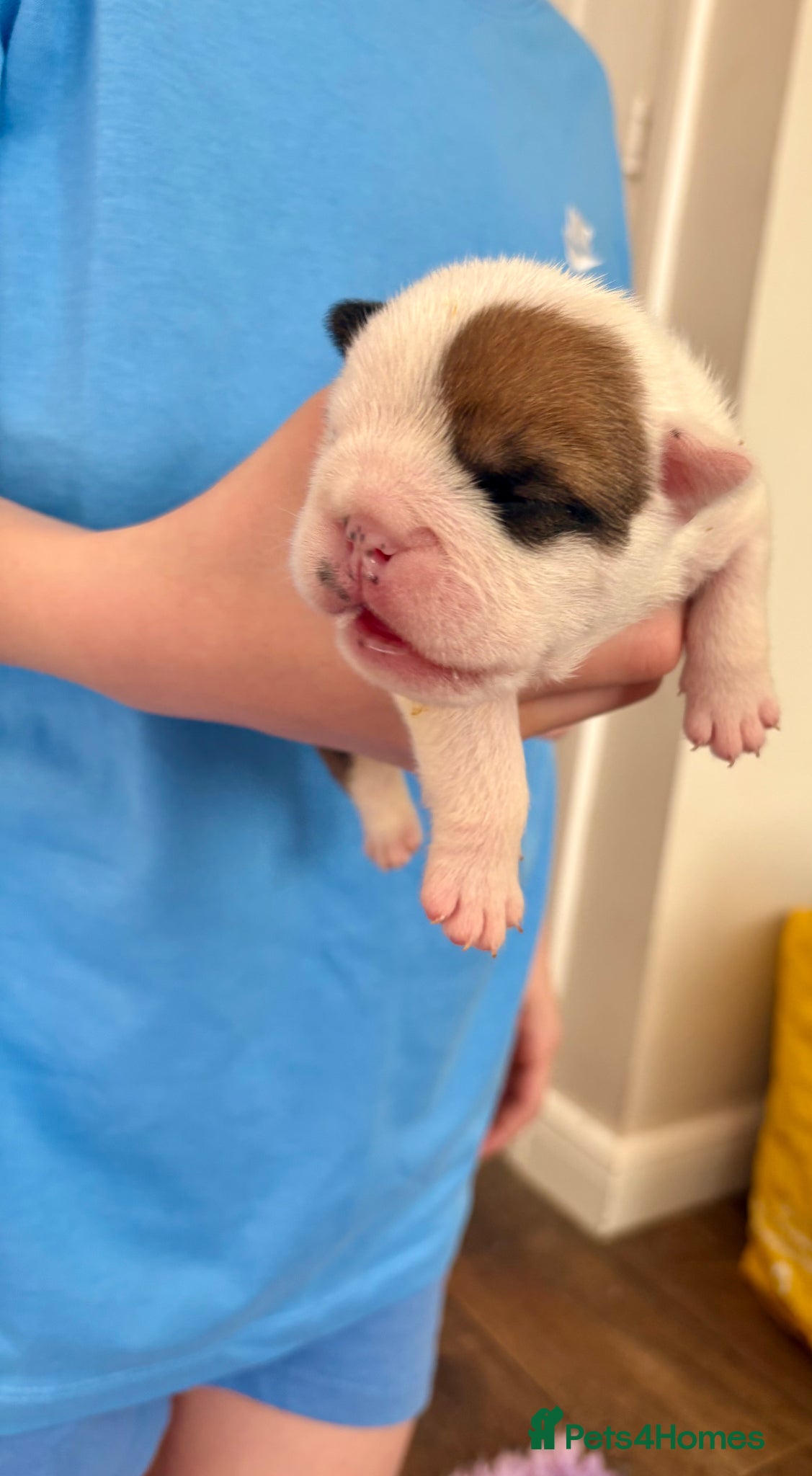 English Bulldog dogs 🐾 KC REG ENGLISH BULLDOG PUPPIES TRADITIONAL  🐾 - Advert 2