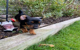 Jack Russell dogs for sale: Jack Russell terrier puppies - Image 11