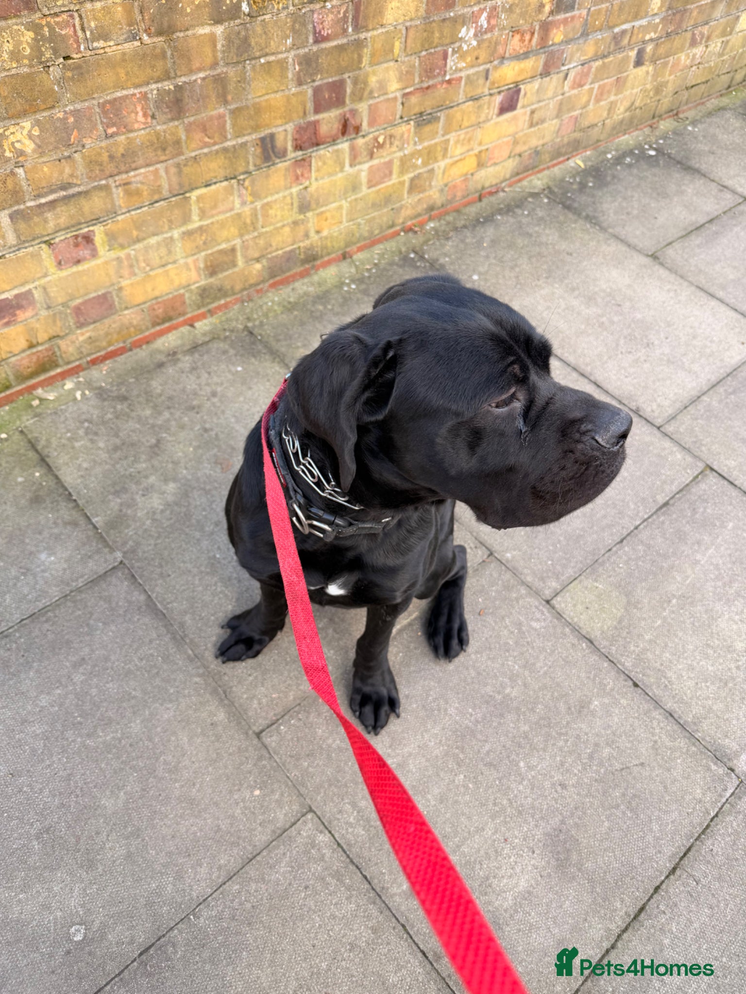 Cane Corso dogs Beautiful black cane corso - Advert 2