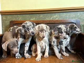 Labrador Retriever dogs for sale - Advert 1