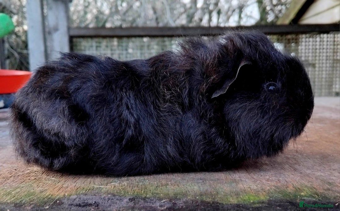 Guinea Pig rodents for sale: Swiss, Dalmation, Self Chocolate Boys and Girls - Advert 12