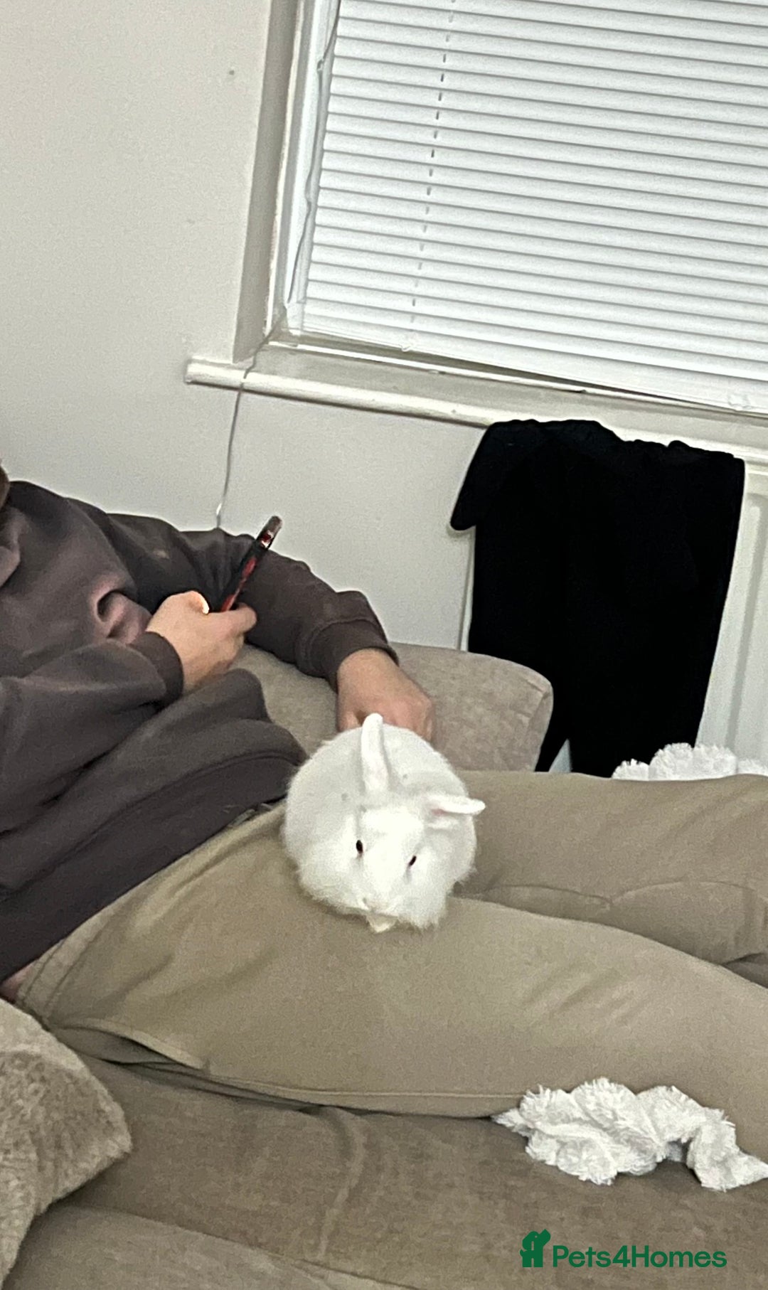 Lionhead rabbits for sale: 2 lion head rabbits  - Advert 4