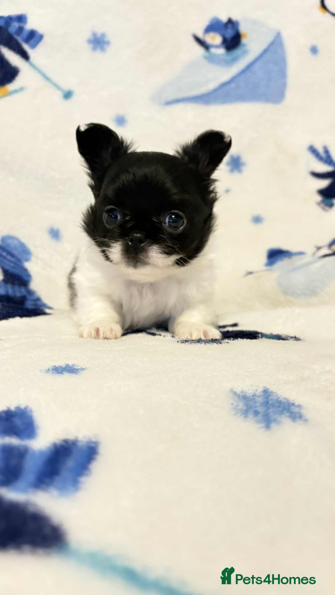 Chihuahua dogs Chihuahua  - Advert 13