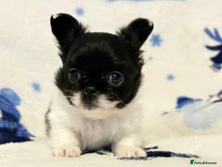 Chihuahua dogs Chihuahua - Advert 13