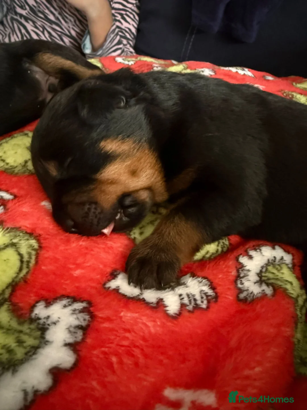 Rottweiler dogs for sale: Rottweiler Puppies in Wednesbury - Advert 2
