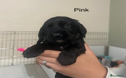 Cocker Spaniel dogs for sale: Cocker Spaniel Puppies - Image 2