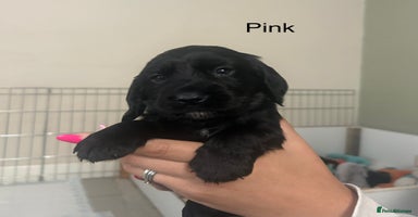 Cocker Spaniel dogs - Advert 12