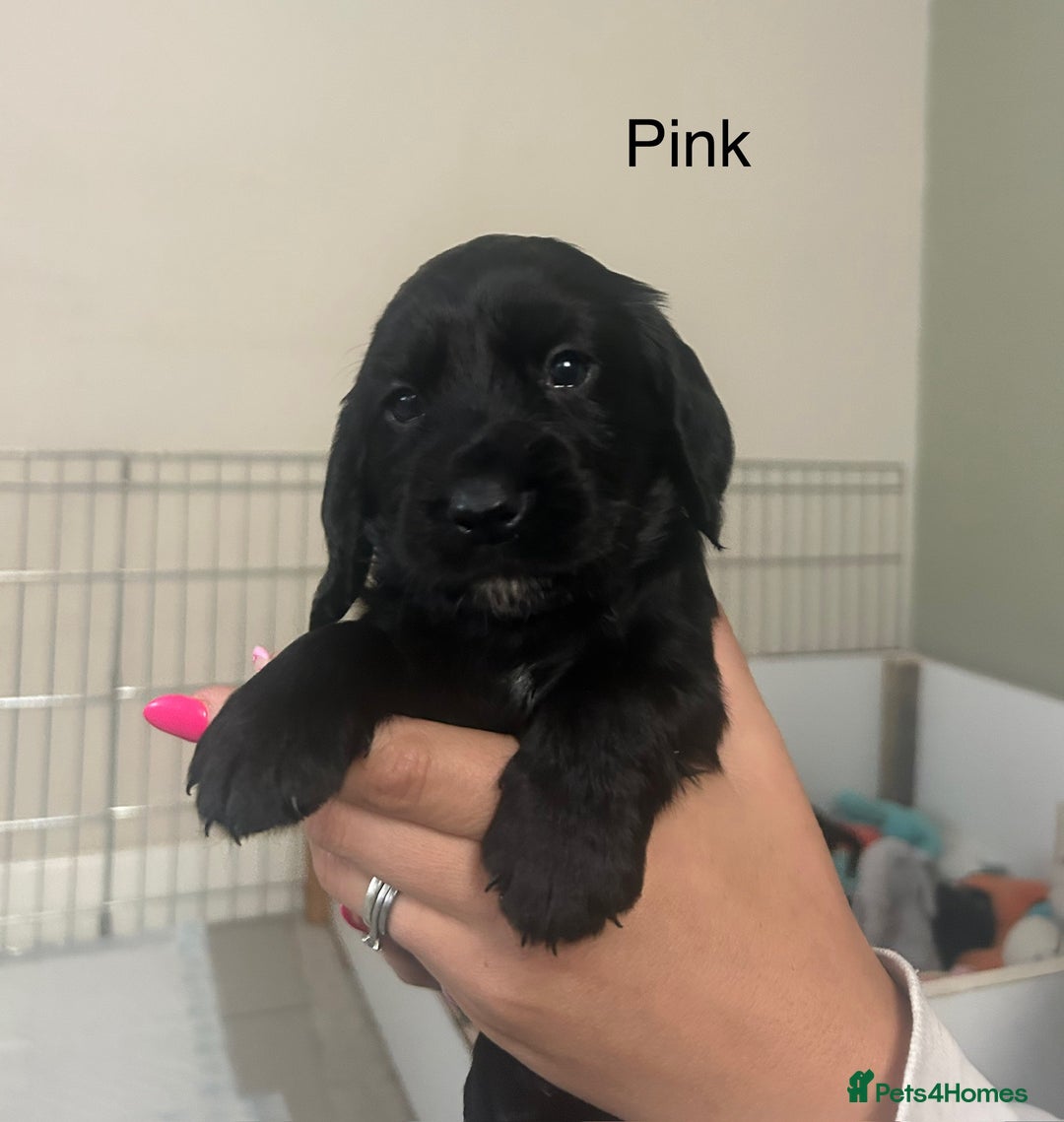 Cocker Spaniel dogs for sale: Cocker Spaniel Puppies - Image 2