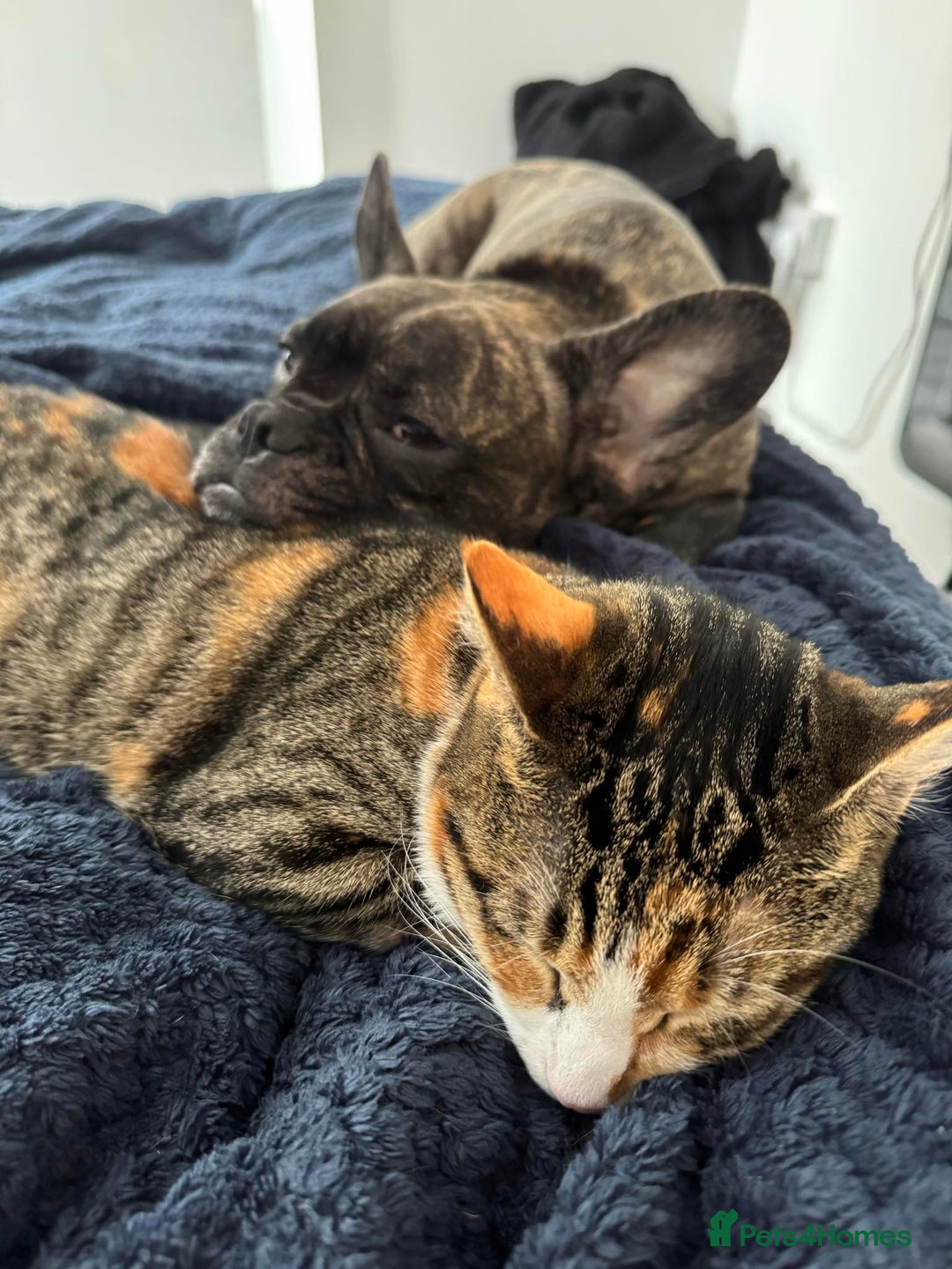 French Bulldog dogs for sale: Brindle French bulldog  - Advert 3