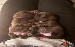 Shih Tzu dogs for sale: Adorable Shih Tzu puppies - Image 8