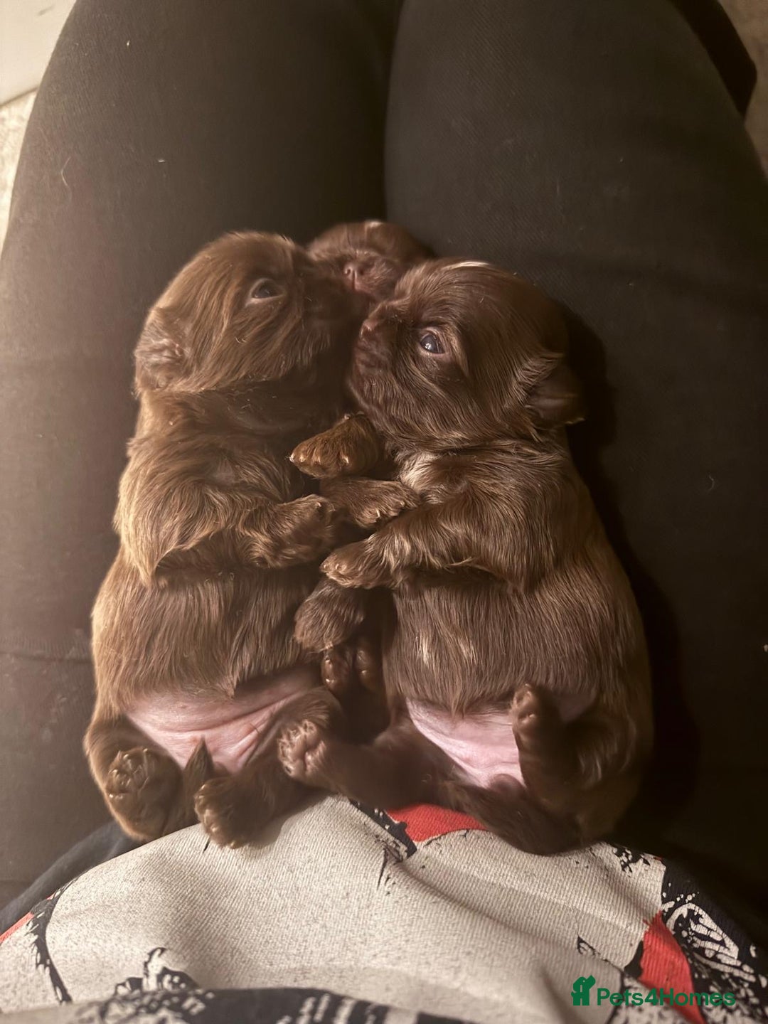 Shih Tzu dogs for sale: Adorable Shih Tzu puppies - Image 8