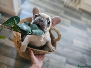 French Bulldog dogs - Advert 36