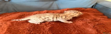 Bengal 4