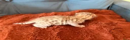 Bengal cats for sale: Bengal Kittens - Advert 5
