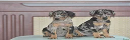 Mixed Breed dogs for sale: Unique hybrid dobermann puppies - Advert 16