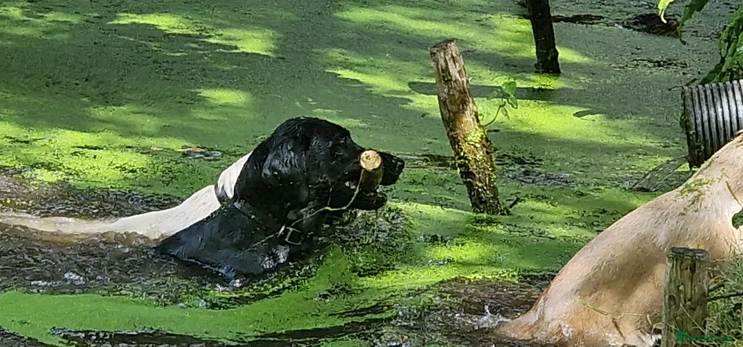 Labrador Retriever dogs for stud: KC Health Tested Labrador Stud 0/0 Hips/ Elbows - Advert 8