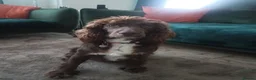Sprocker dogs for sale: Beautiful Sprocker puppies for sale - Advert 18