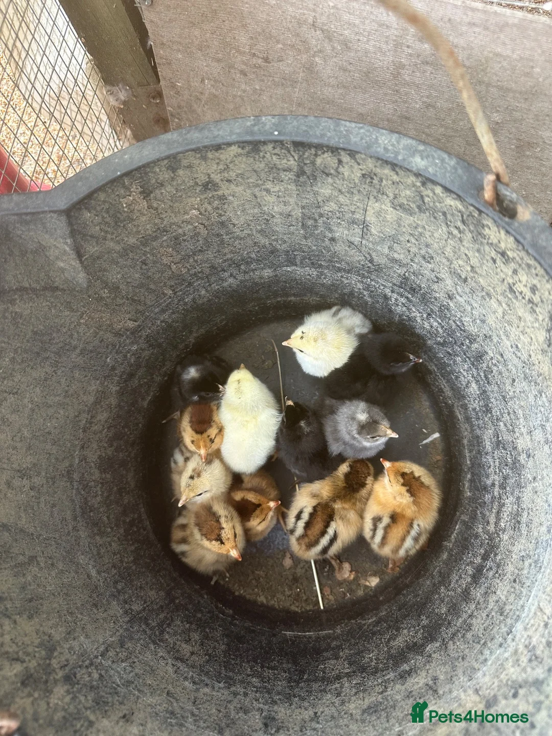 Chickens poultry for sale: Rainbow / Coloured Mixed Hatching Eggs in Melton Mowbray - Advert 3
