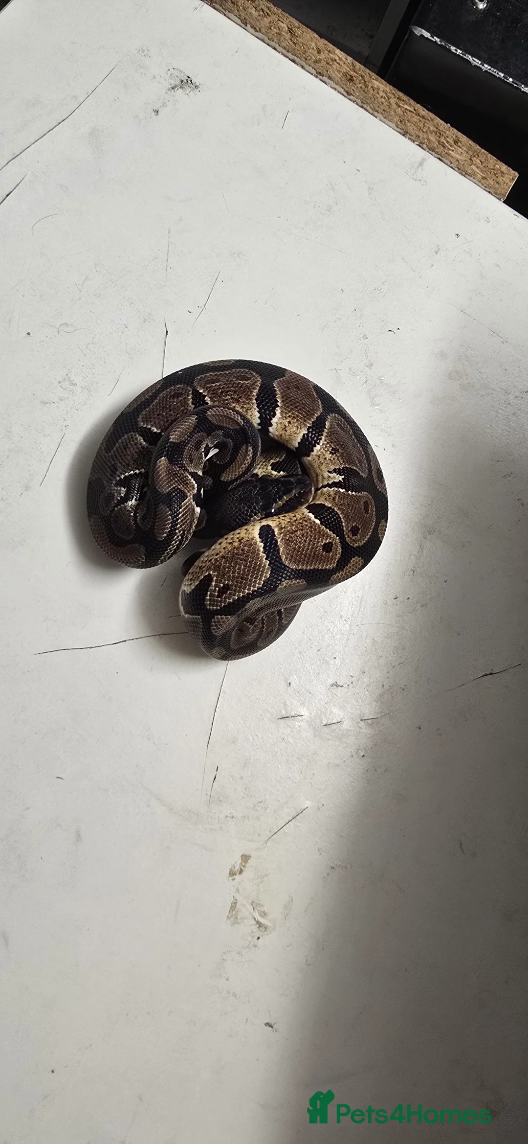 Python Snake reptiles for sale: Various Ball Pythons in Wellingborough - Advert 5