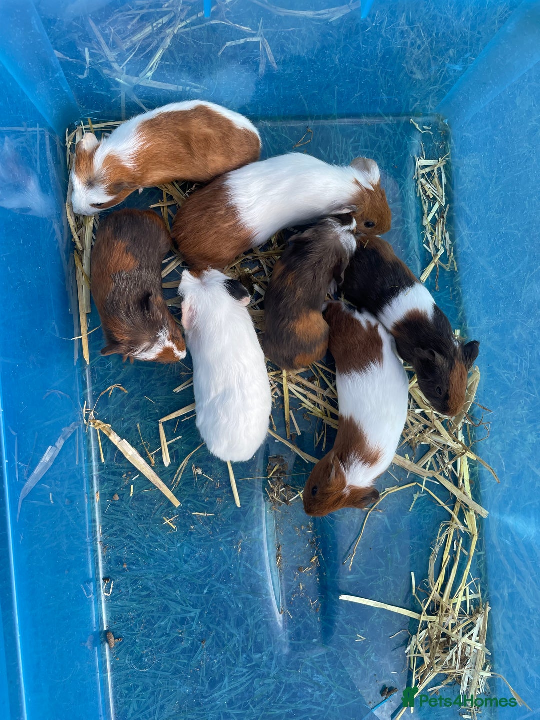 Guinea Pig rodents for sale: Baby guinea pigs  - Image 5