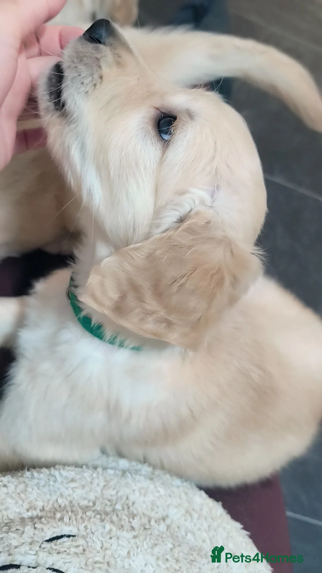 Golden Retriever dogs for sale: 🐶Gorgeous golden retriever puppies  - Advert 1