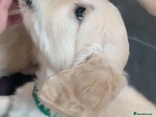 Golden Retriever dogs 🐶Gorgeous golden retriever puppies - Advert 18