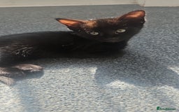 Domestic Shorthair cats for sale: Beautiful Family Friendly Tabby's - Image 1