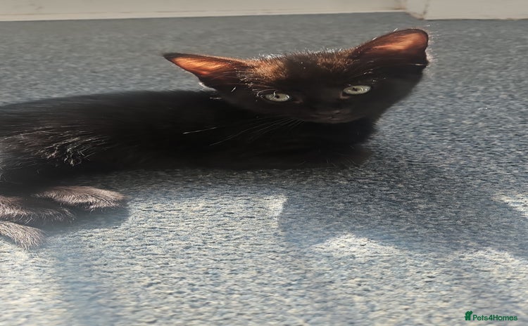 Domestic Shorthair cats - Advert 1