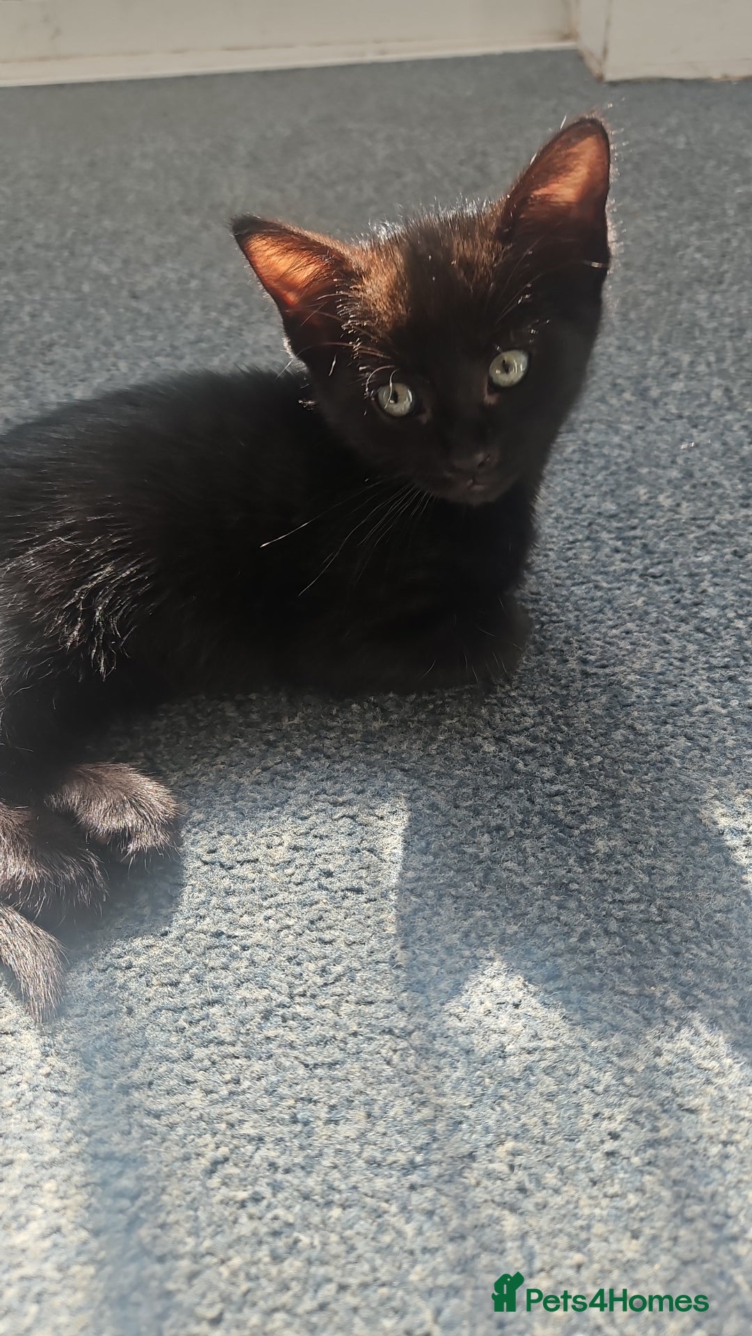 Domestic Shorthair cats for sale: Beautiful Family Friendly Tabby's - Image 1