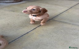 Cocker Spaniel dogs for sale: Out standing  Health tested working cockers  - Image 11