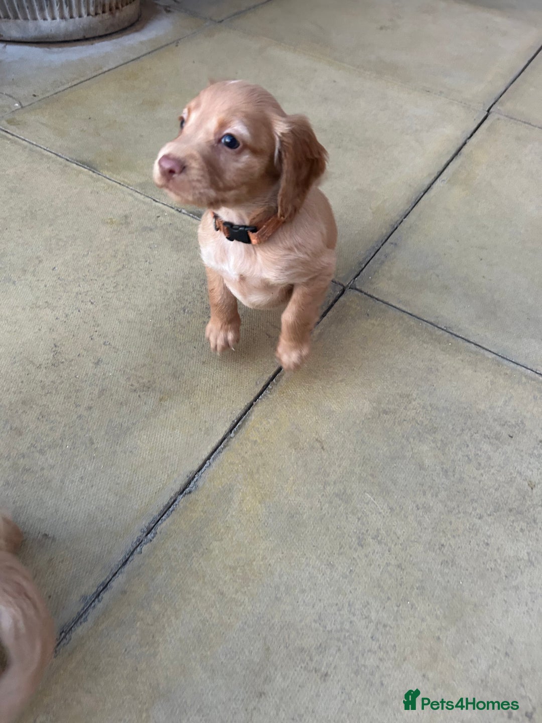 Cocker Spaniel dogs for sale: Out standing  Health tested working cockers  - Image 11