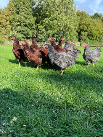 Chickens poultry - Advert 1