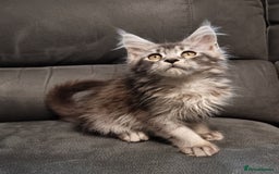 Maine Coon cats for sale: Pedigree Maine Coon Kittens for sale  - Image 38