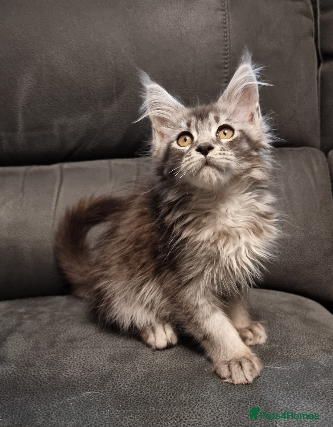 Maine Coon cats for sale: Pedigree Maine Coon Kittens for sale  - Image 38