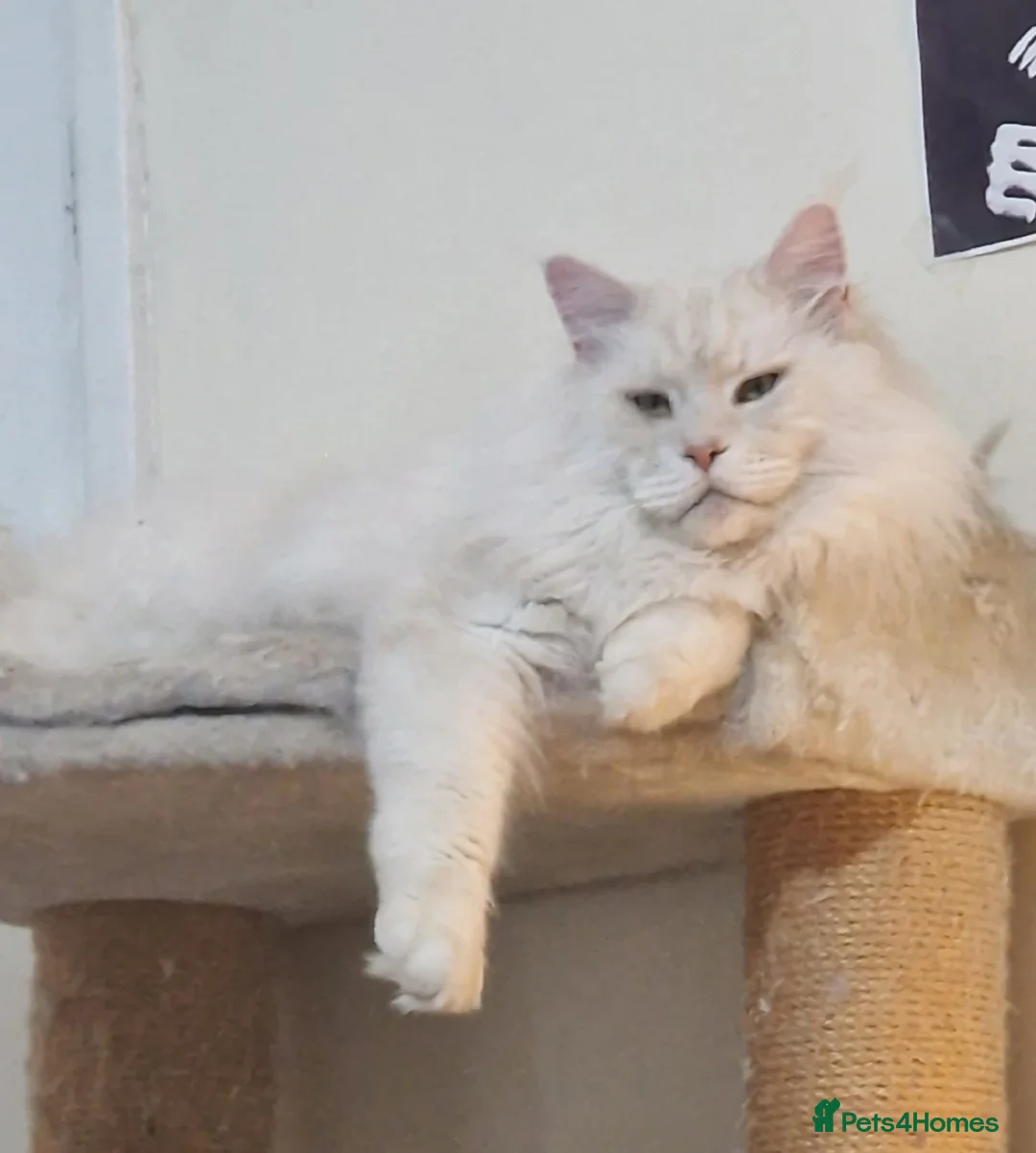 Maine Coon cats for sale: Beautiful big Maine Coon boy - Advert 2