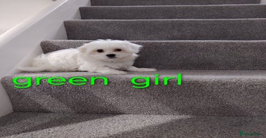 Maltese dogs - Advert 1