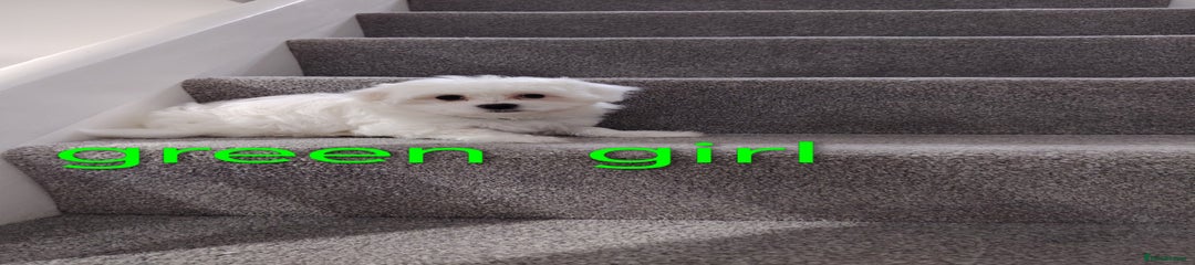 Maltese Puppy 1.  Green girl