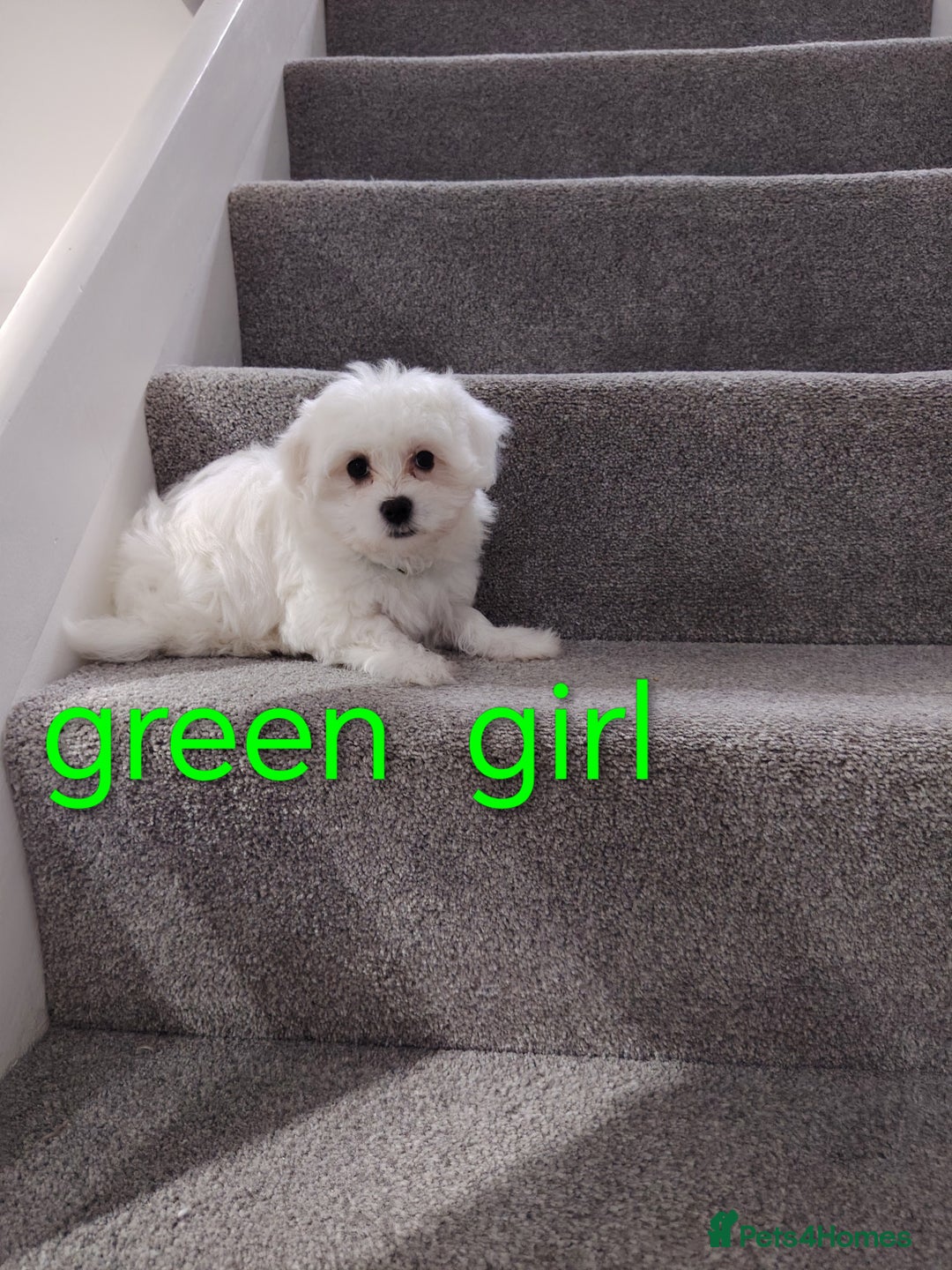 Maltese dogs for sale: Pure Maltese puppies ❤️❤️💙 - Image 3