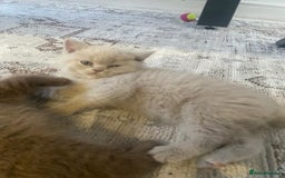 British Shorthair cats for sale: CHUNKY PEDIGREE BSH CHOC/CREAM/FAWN/TORTE KITTENS  in Birmingham - Image 8