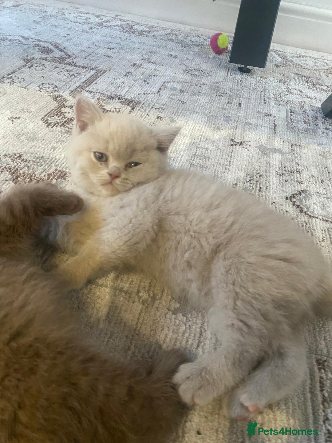 British Shorthair cats for sale: CHUNKY PEDIGREE BSH CHOC/CREAM/FAWN/TORTE KITTENS  in Birmingham - Image 8