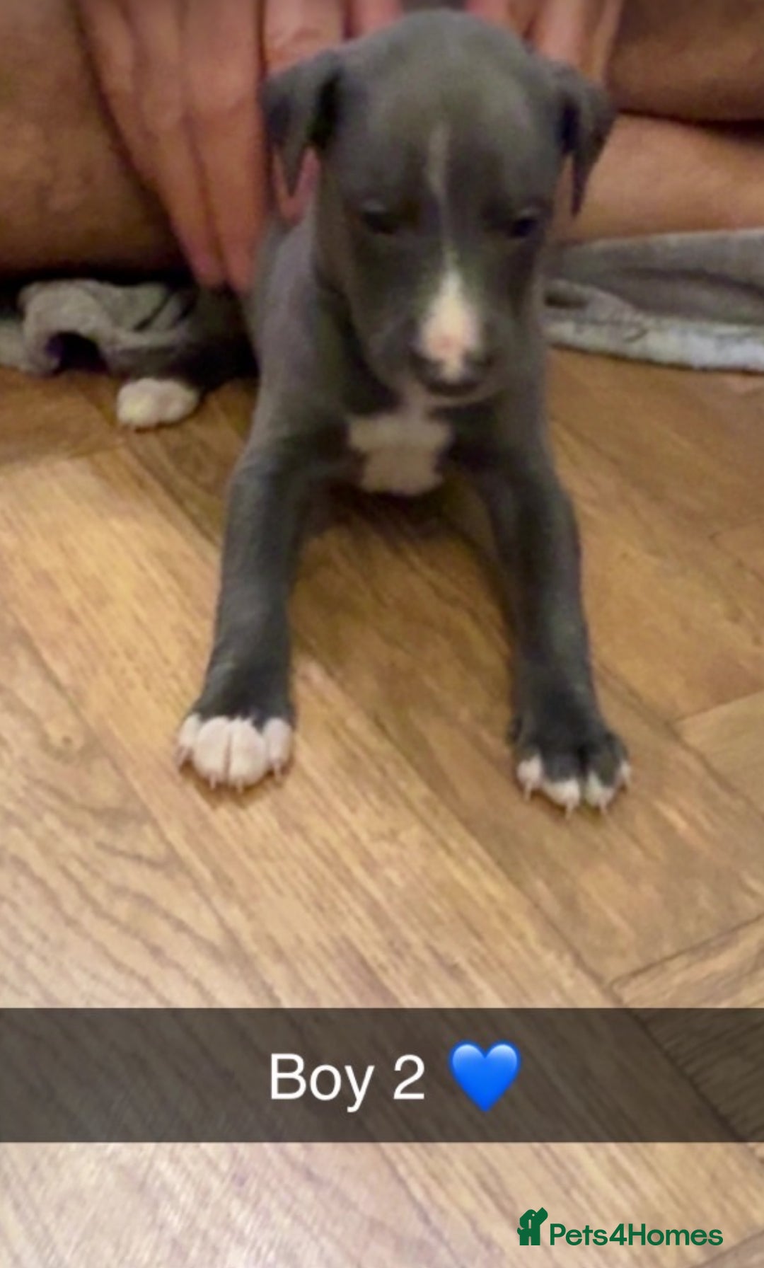 Whippet dogs for sale: Beautiful Blue Baby Whippets  - Image 4