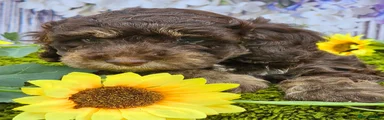 Cockapoo 1