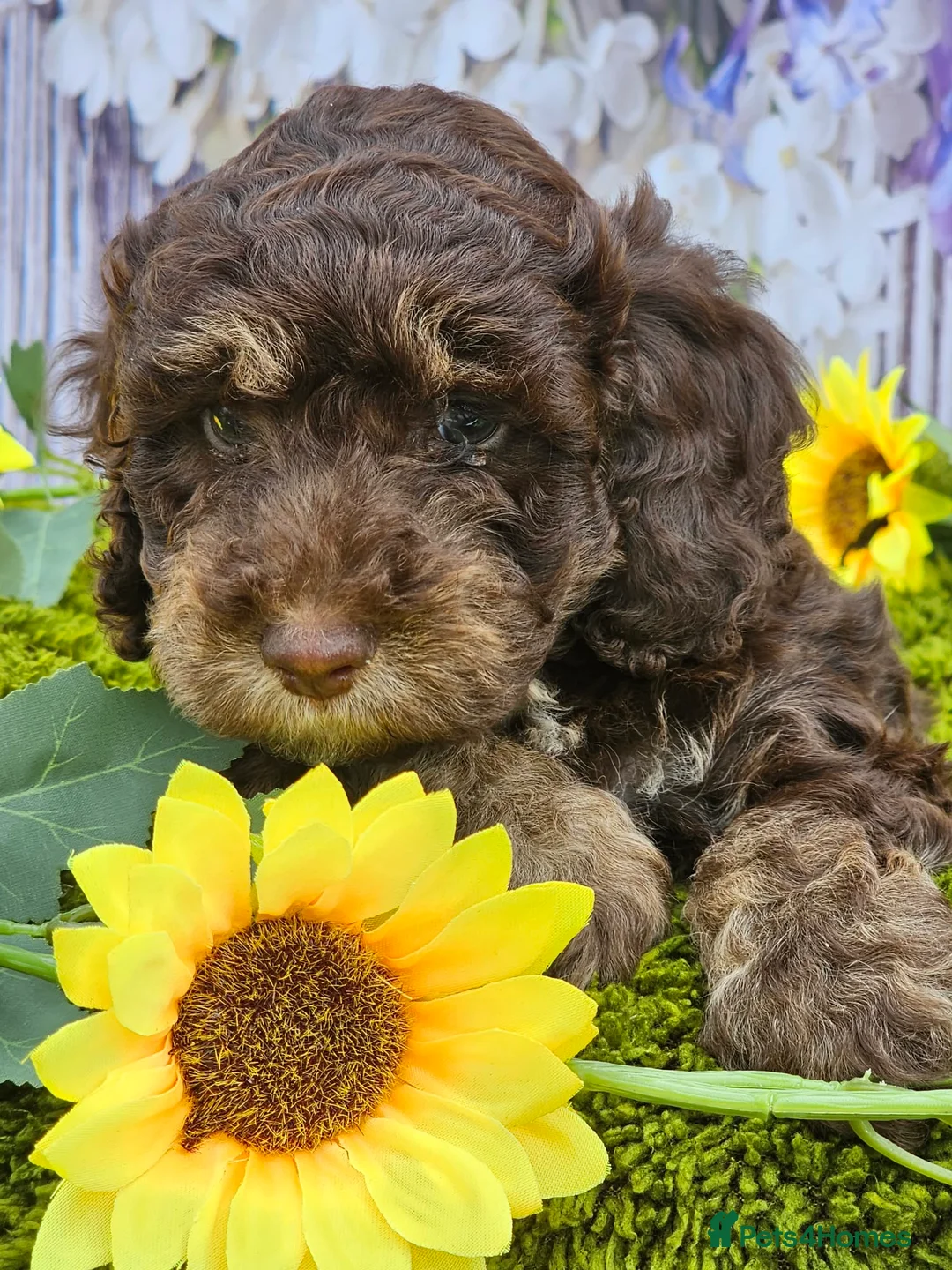 Cockapoo dogs for sale: Chocolate sable & phantoms cockapoos  - Advert 2