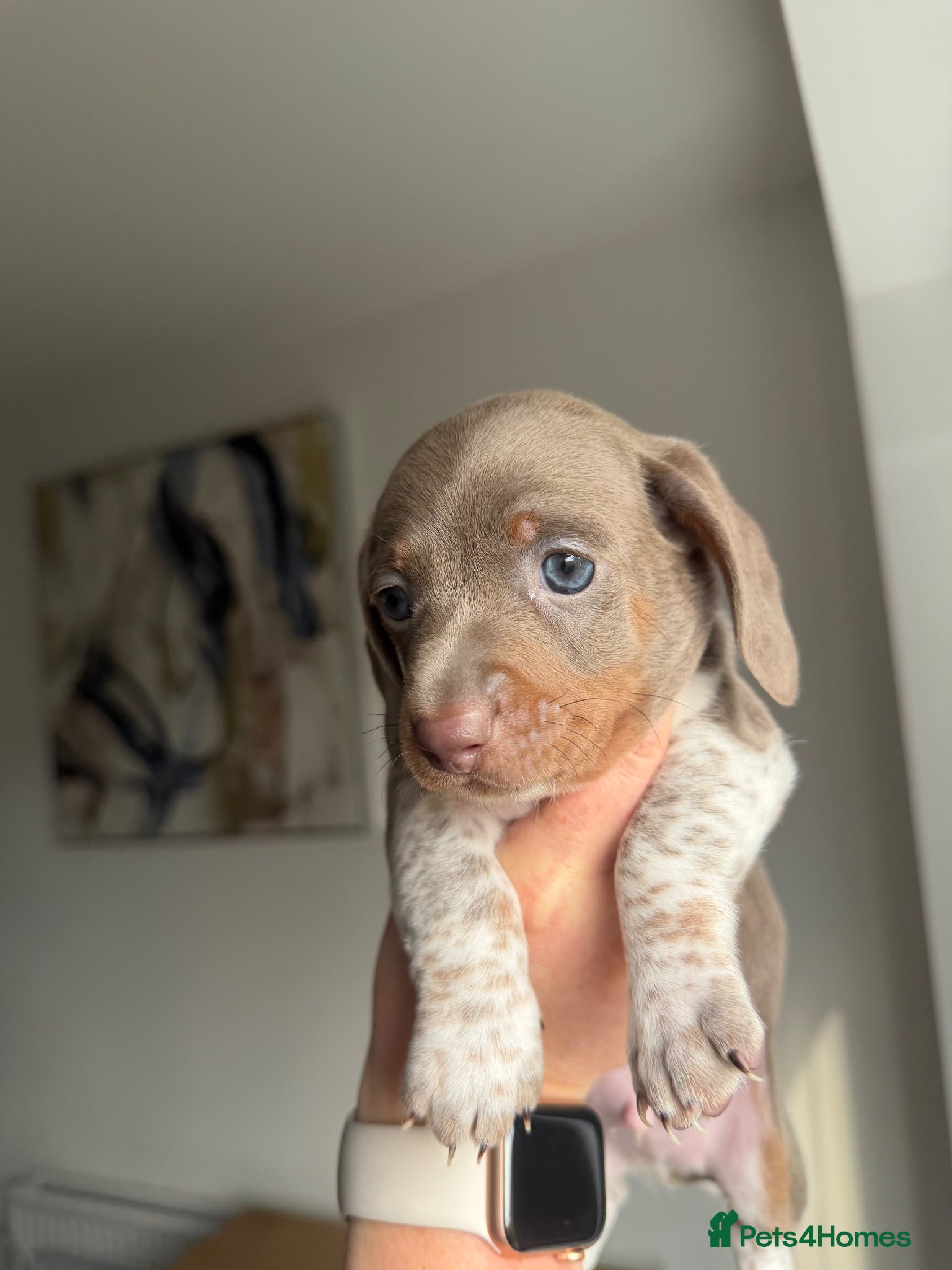 Dachshund dogs 2 Dachshund boys left 💙 - Advert 11