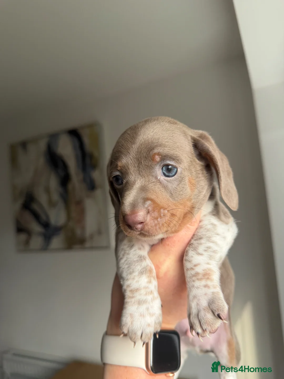 Dachshund dogs for sale: 2 Dachshund boys left 💙 - Advert 1