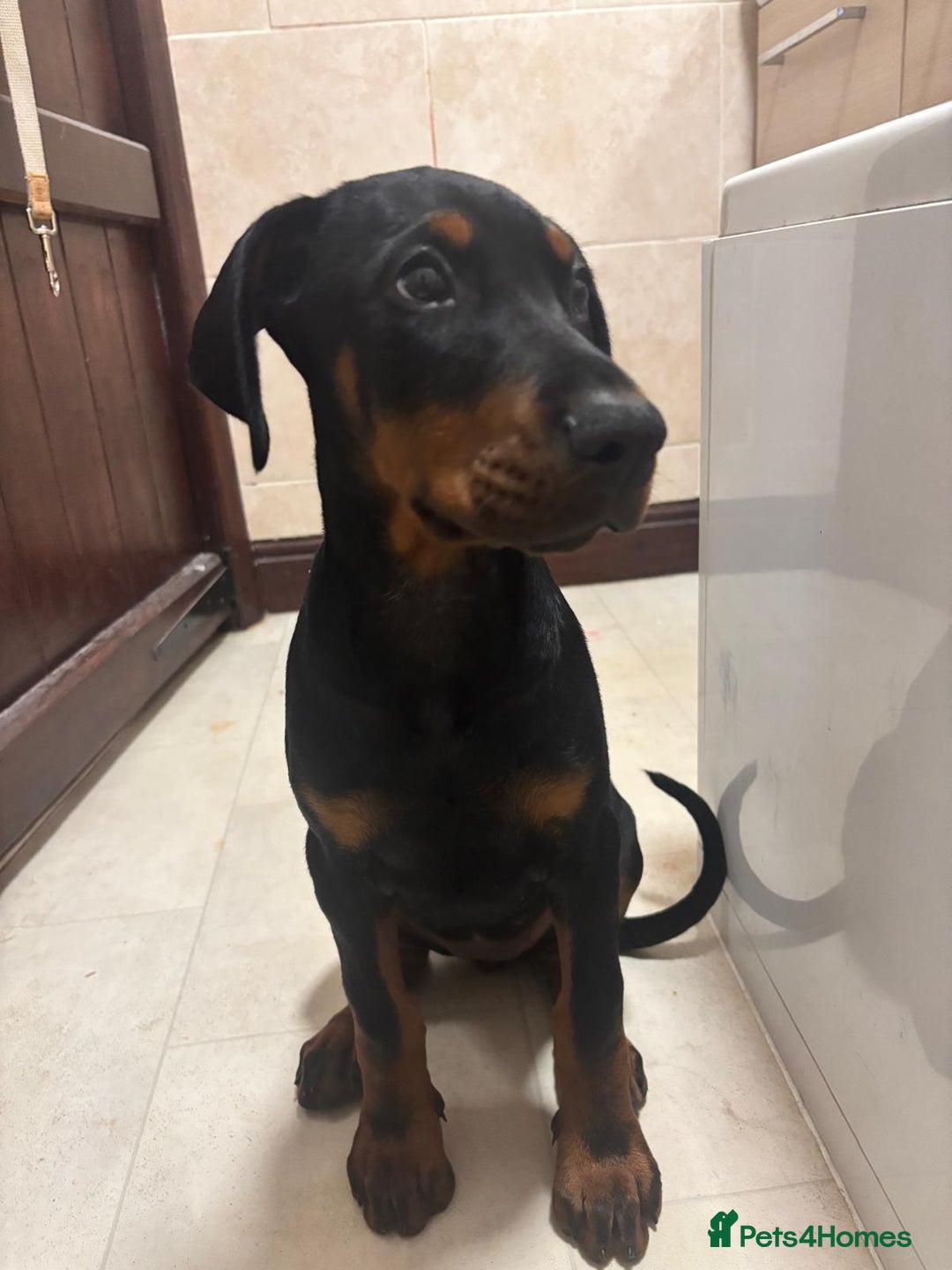 Dobermann dogs for sale: Female Doberman 14 weeks  - Image 7