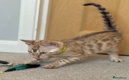 Bengal cats for sale: 💚Marvellous Mink💚 Male Bengal TICA Reg - Image 13