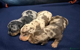 Miniature Dachshund dogs for sale: Miniature Dachshund puppies KC Reg Health tested - Image 4